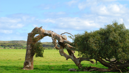 LEANING TREES