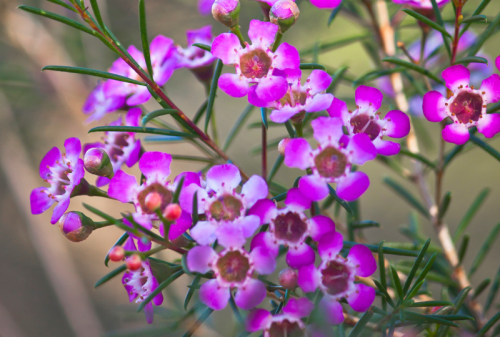 EXPLORE THE WILDFLOWERS